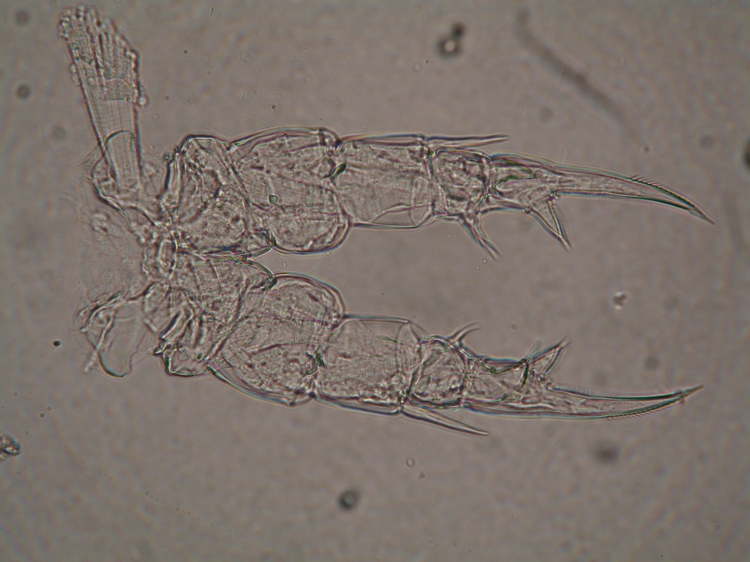 calanipeda aquaedulcis